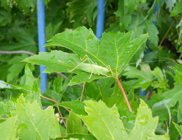 Green - Grasshopper